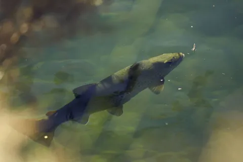 A native brown trout holding station in clear water