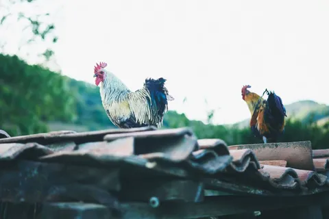 Gallos de León — the roosters whose hackle has been prized by fly tiers for centuries