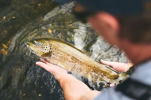 A wild brown trout held in wet hands over the water, about to be released